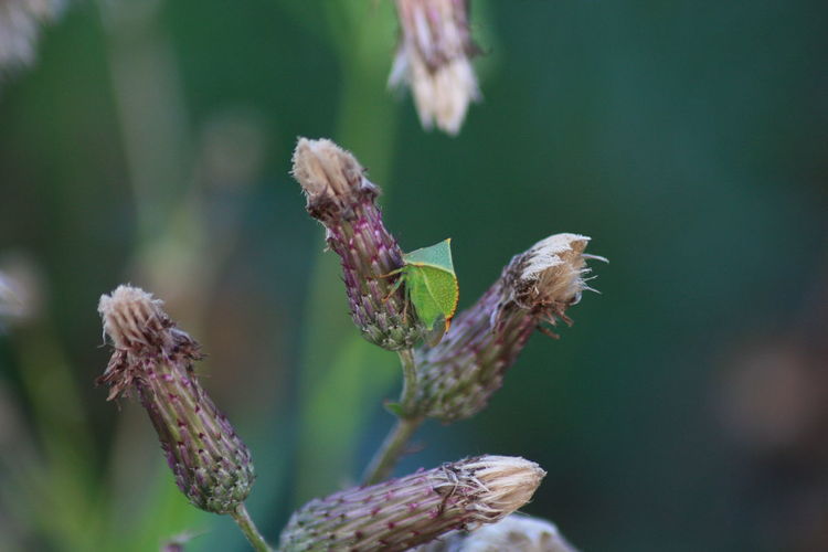 Close-up of insect on flower buds