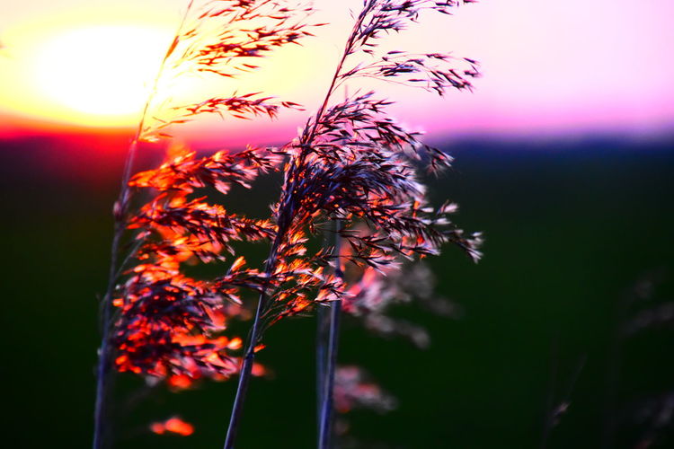 Close-up of plants against sky during sunset