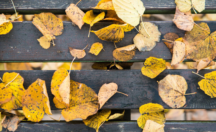 Autumn leaves over old wooden background