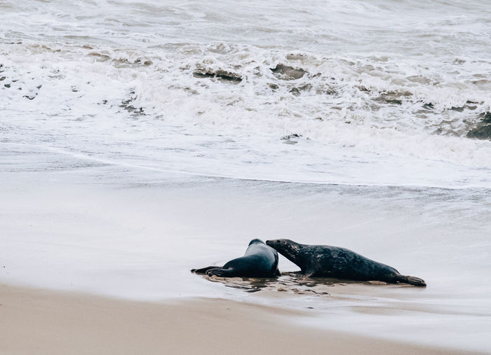 Seals lying on shore