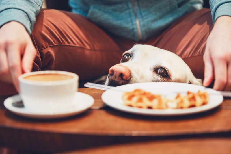 Midsection of man with dog by breakfast on table