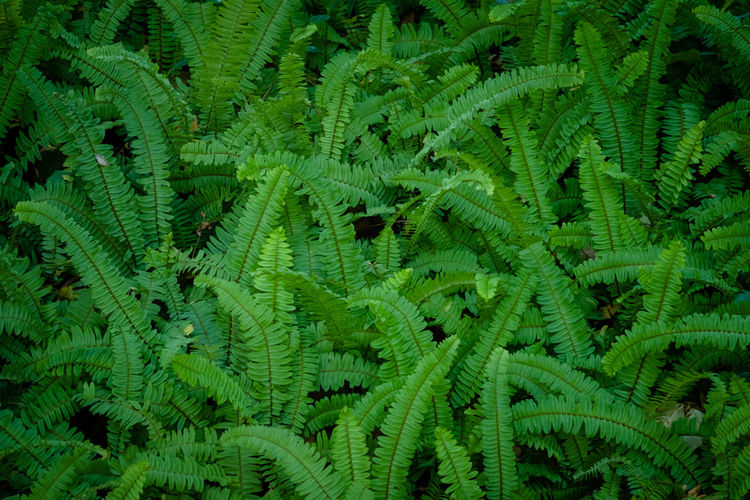 Full frame shot of fern