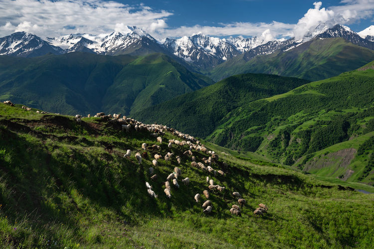 Mountains of chechnya in the caucasus. sheep in the mountains