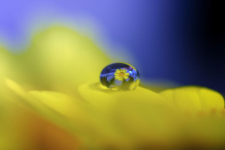 Close up of blue yellow flower