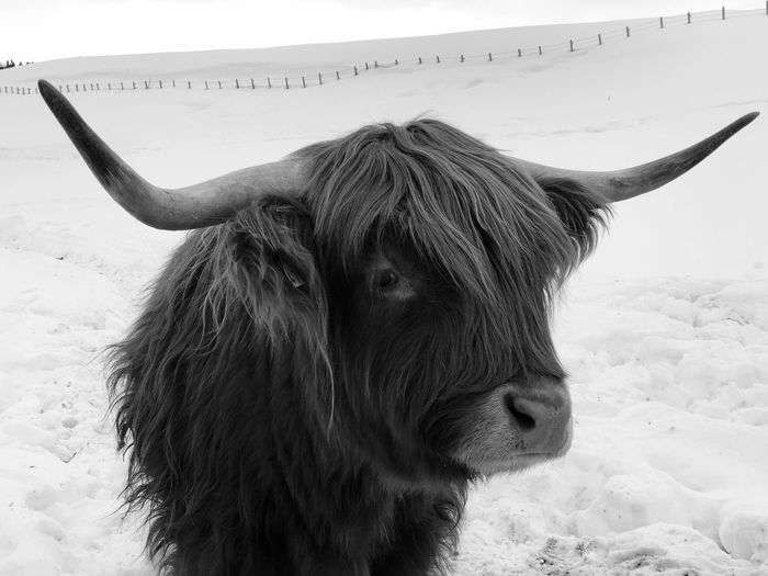 Highland cattle on snow covered field