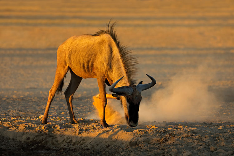 Blue wildebeest - connochaetes taurinus - in dust, kalahari desert, south africa