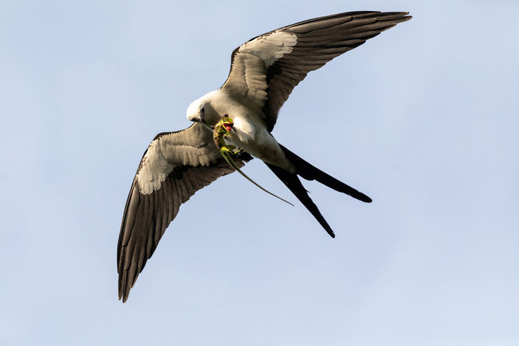 Low angle view of bird hunting against clear sky