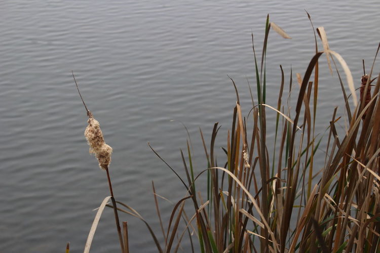 Bird on grass by lake