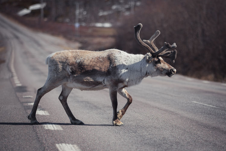 Reindeer crossing road