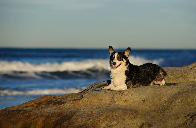 Portrait of dog sitting on rock by sea against sky