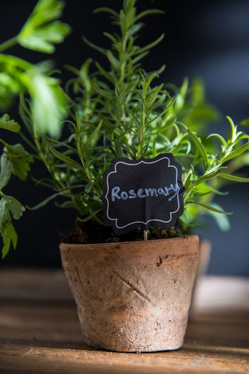 Close-up of potted rosemary herb plant on wood surface in natural sunlight 