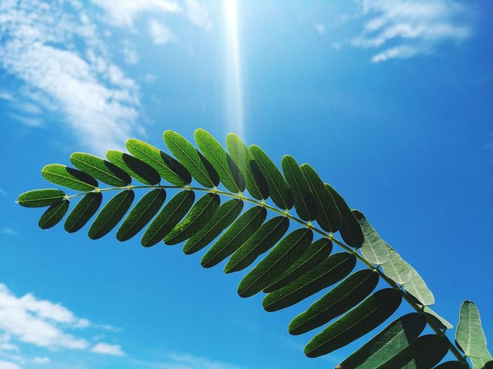 Low angle view of plant against sky on sunny day