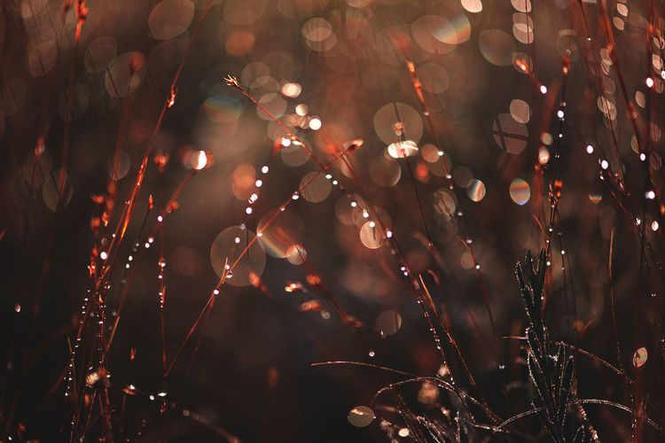 Close-up of dew drops on grass