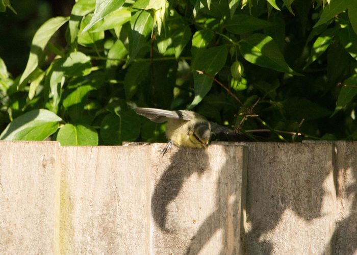 Shadow of a bird on a fence