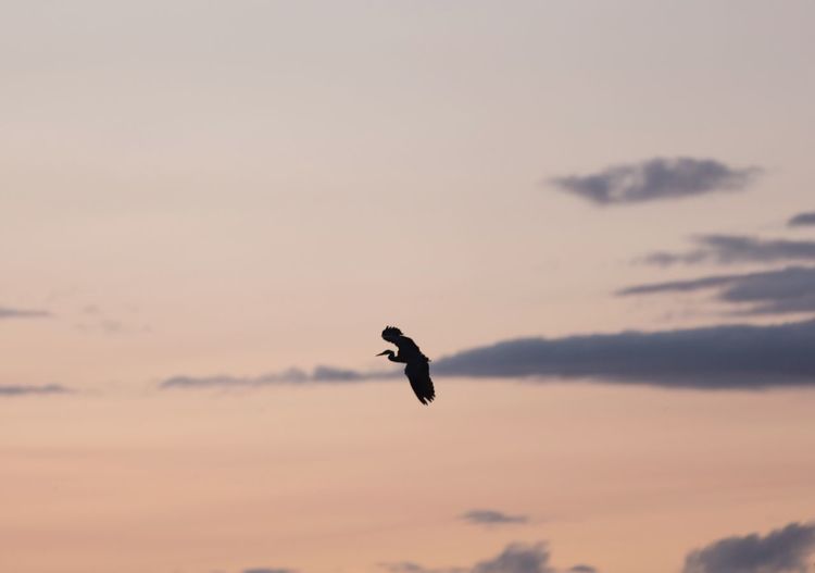 Bird flying against sky during sunset