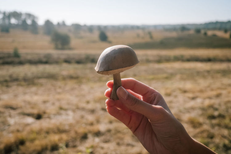 Close-up of person holding mushroom against field