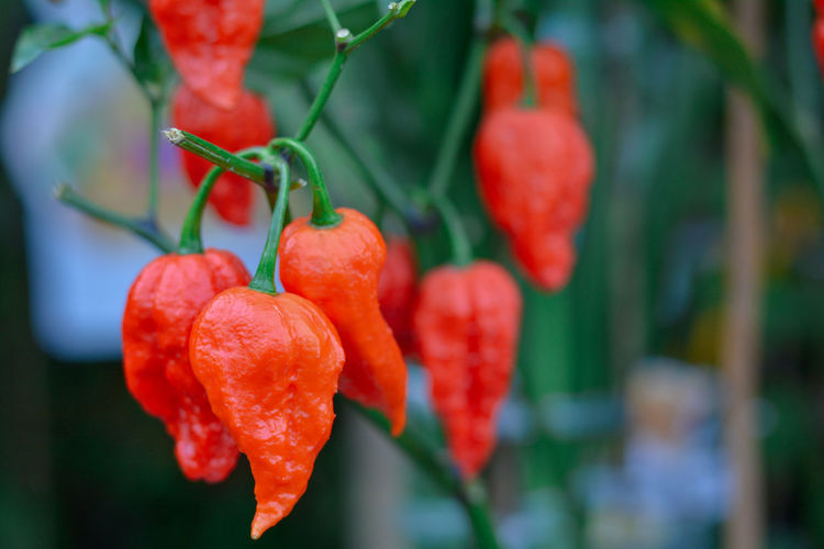 Close up bhut jolokia in garden. ghost chili pepper very hot in the world.