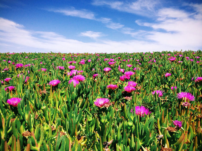 Carpobrotus flowers blooming in field
