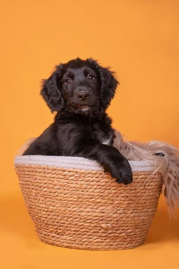 Portrait of black dogs in basket