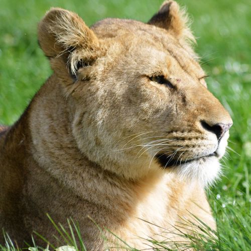 Close-up portrait of lion