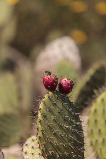 Detail shot of cactus plant against blurred background