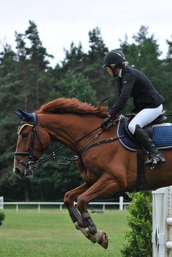Jockey with horse jumping on hurdle