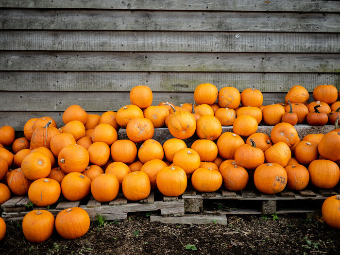 Pumpkins against wooden wall