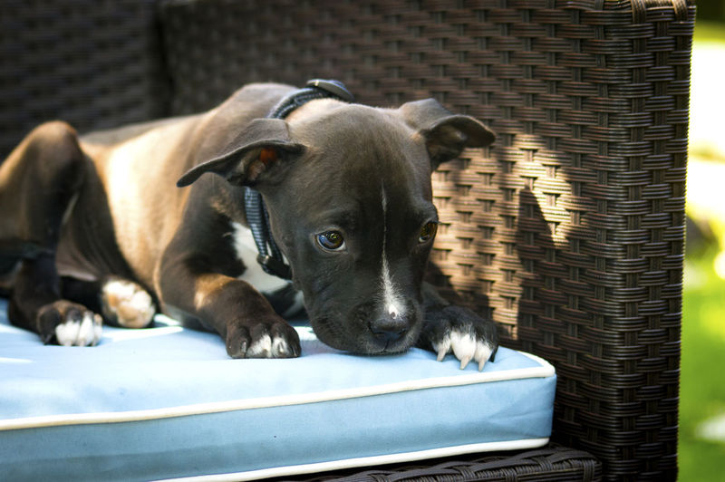 Close-up of dog