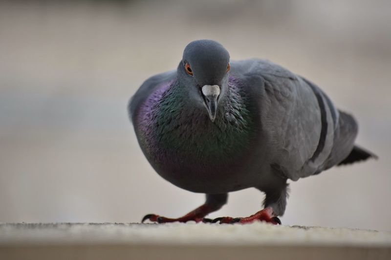 Close-up of rock dove with copy space