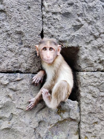 Portrait of monkey sitting on rock against wall