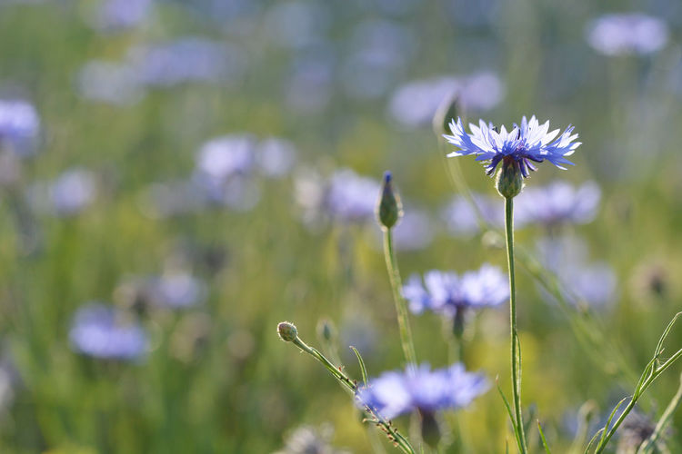 Close-up of purple flowering plant on field