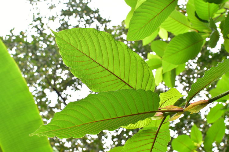 Low angle view of green leaves on plant