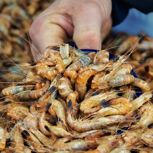 Cropped image of hand holding shrimps for sale at market