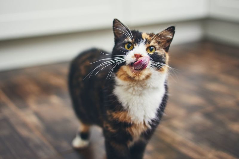 Cat sticking out tongue while looking away on hardwood floor at home