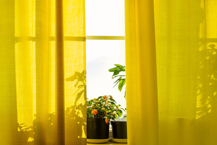 Growing houseplants in pots. window with yellow curtains and flowers in sun. home plant - impatiens.