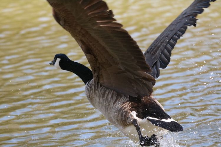 Close-up of bird taking off on lake