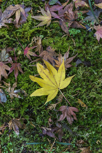 High angle view of maple leaves on field
