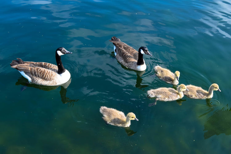 Canada goose swimming in lake