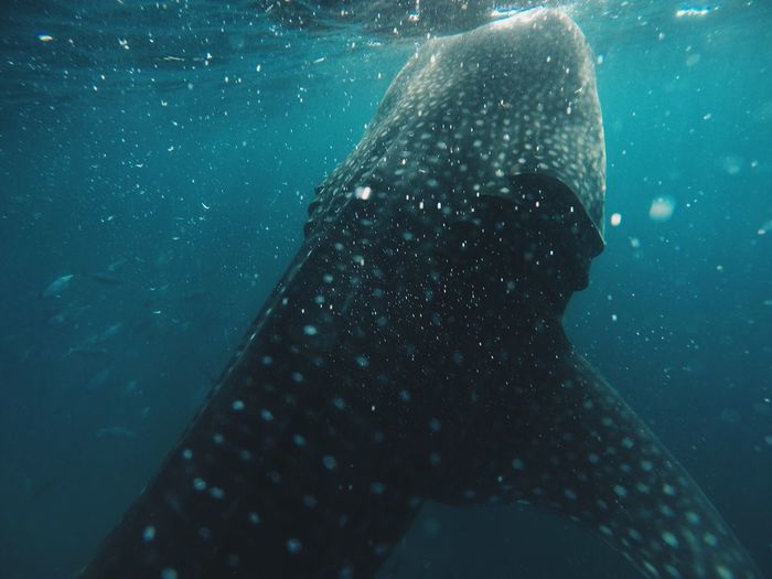 Whale swimming in sea