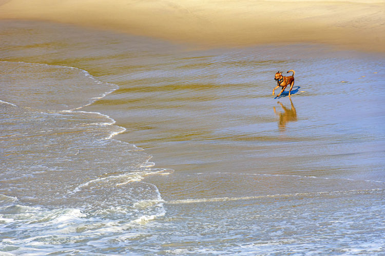 Dog running over sand near the water on beach