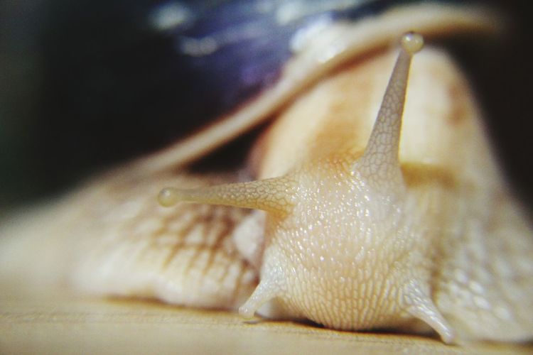Extreme close-up of snail