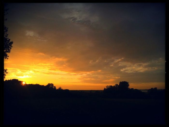 Silhouette of trees at sunset