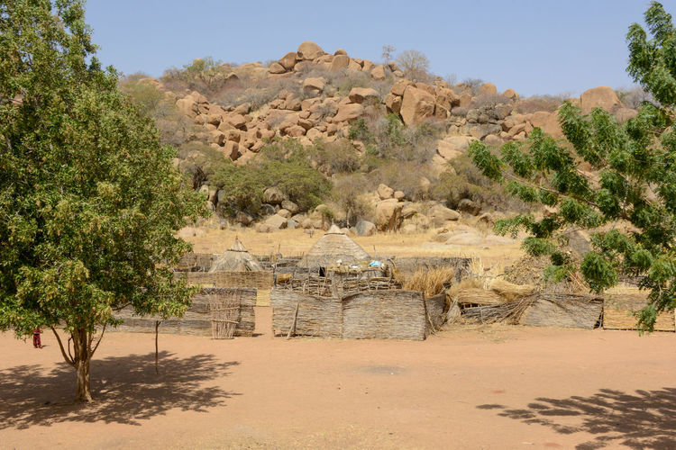 Scenic view of trees on desert against sky