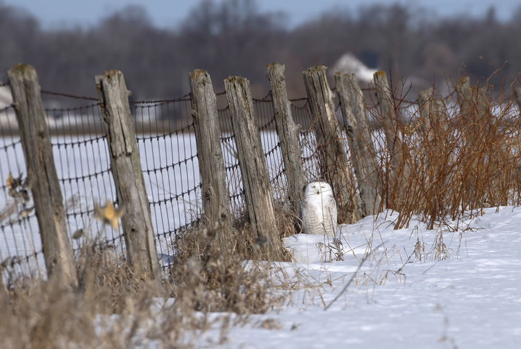 Owl perching by fence on snow covered field
