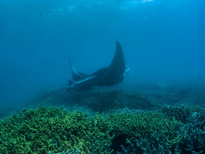 underwater