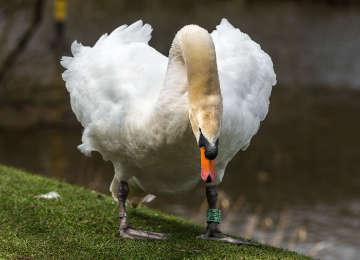 Swan perching on lakeshore