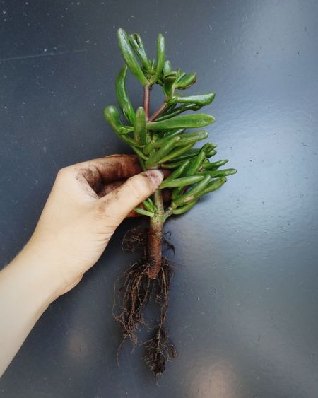 Close-up of hand holding plant
