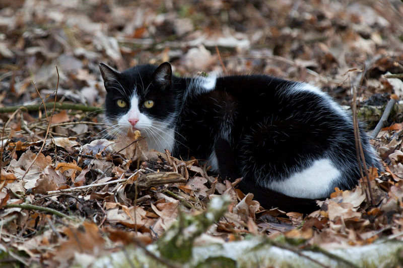 Portrait of black cat on dry leaves