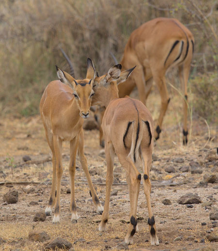 Young male impalas grooming each other and strengthening bonds in the wild meru national park, kenya
