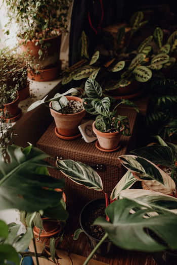 Plants collection in small millenials' rental flat, ceropegia, maranta, monstera, philodendron
